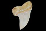 Fossil Shark (Carcharodon planus) Tooth - Sharktooth Hill, CA #94672-1